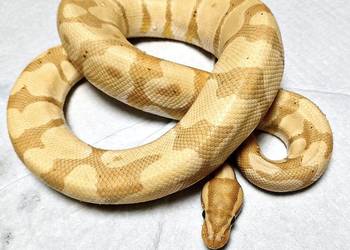 Pyton Królewski (Python Regius) Banana het. Clown  Samiec