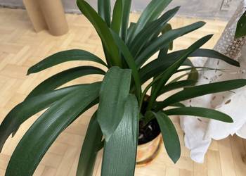 Kliwia pomarańczowa doniczkowa clivia miniata kilka ok 51 cm wysokość
