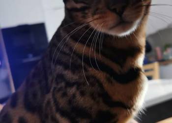 Kocurek bengalski pilnie