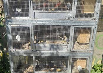 Woliera/klatka + 3 pary papug