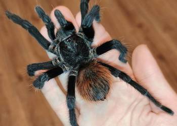 Aphonopelma anax - dorosły świeży samiec pająk ptasznik