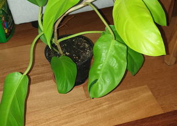 Filodendron, philodendron lemon lime, najprawdopodobniej