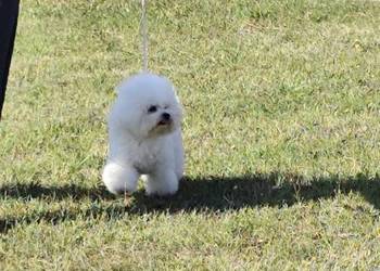 Bichon frise Fci