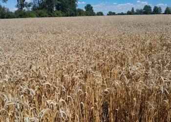 Pszenica ozima Pszenżyto paszowa