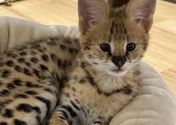 Serwal Afrykański Serval  -  KOTKA karmiona butelką legalna hodowla