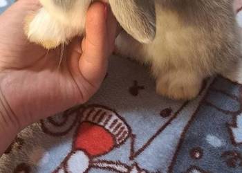 Króliczki mini lop