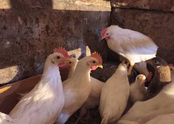 Młode koguty Leghorn