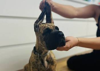 Dog Niemiecki szczenię