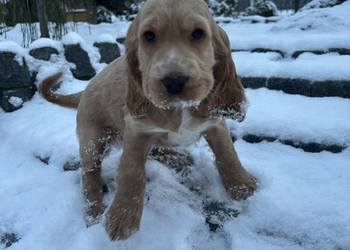 Cocker spaniel angielski