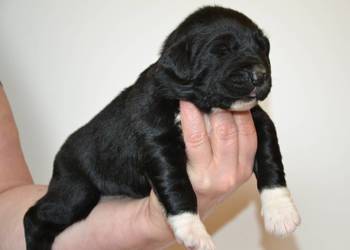 Owczarek środkowoazjatycki FCI