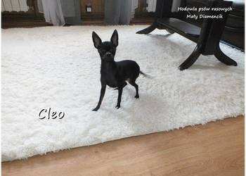 Mała sunia CLEO Pinczer Miniaturowy ( Ratlerek ) z Rodowodem