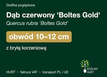 Dąb czerwony 'Boltes Gold' obwód 10-12 cm, z bryłą – HURT