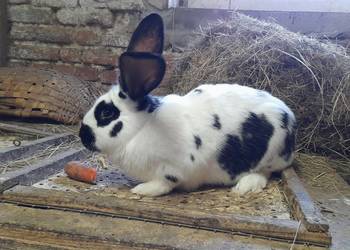 Króliki - roczne samice i samce.