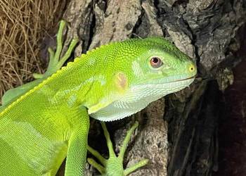 Legwan fidżijski Brachylophus fasciatus