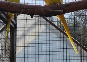 Aleksandretty do ręcznego karmienia