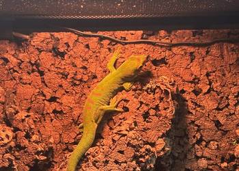 Felsuma madagaskarska Samica