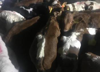 Sprzedam byczki mięsne