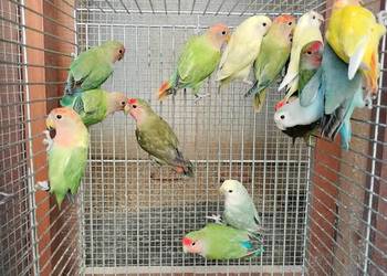 Nierozłaczki czerwonoczelne