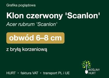 Klon czerwony 'Scanlon' (Acer rubrum) obwód 6-8 cm, z bryłą – HURT