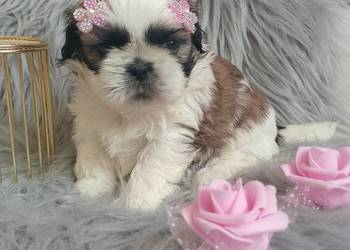 Tricolor suczka rasy Shih-Tzu