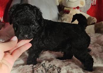 Piesek Pudel Miniaturowy rodzice pakiet badań genetycznych!!!