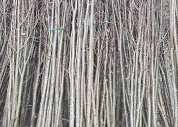 Lipa drobnolistna 6-8 cm, tilia cordata. Sadzonki lipy.