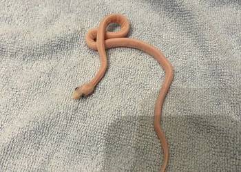 Wąż zbożowy scaleless palmetto
