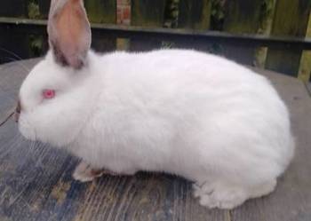 Samiec Kalifornia waga 3.5 kg polecam