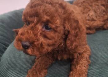 Pudel toy red szczeniaki