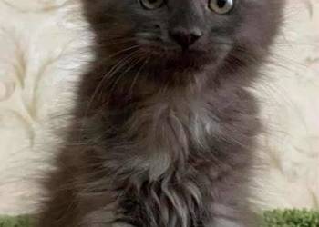 MAMY Małe KOCIETA MAINE COON!