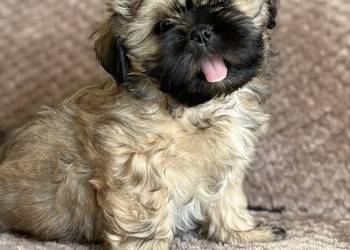 Szczenięta shih tzu