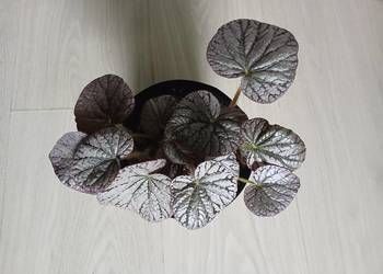 Begonia silver lace srebrna
