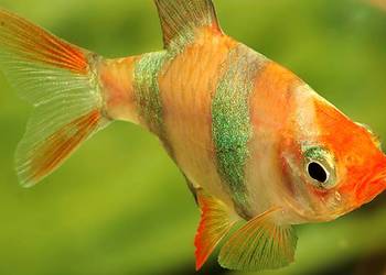 Brzanka sumatrzańska - Puntigrus tetrazona ALBINOS - GOLD Brzanka sumatrzańska - Puntigrus tetrazona ALBINOS - GOLD