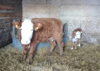 Jałówka z cielakiem Hereford