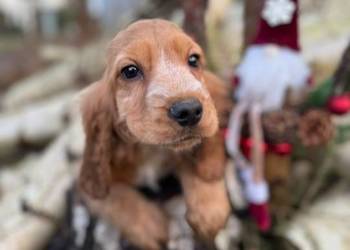 Piękny piesek Cocker Spaniel Angielski Orange Roan z rodowodem