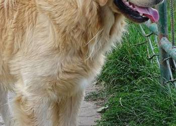 Golden retriever 16 miesięczny