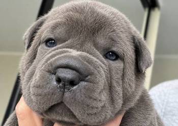 Shar Pei ZKwP/FCI suczka