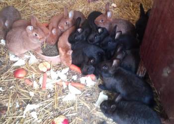 Sprzedam KRÓLIKI-LIKWIDACJA HODOWLI-PILNE; 19szt+samica z młodymi-7szt