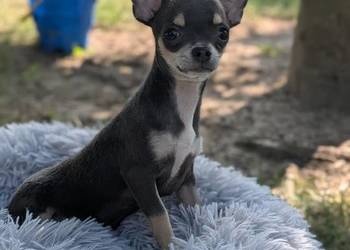 Chihuahua suczka xxs