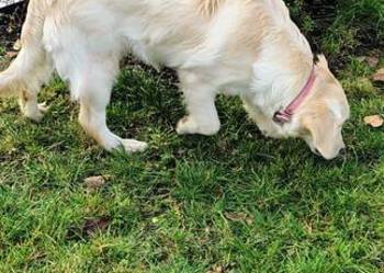 Golden Retriever śliczne szczeniaki po Champion PL