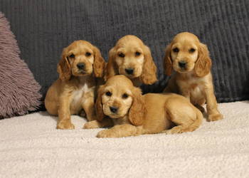 Śliczny szczeniak cocker spaniel