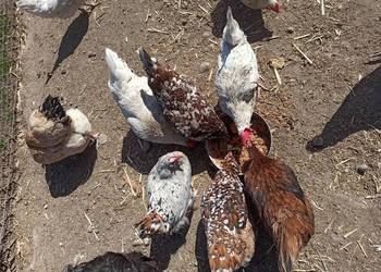 Jaja lęgowe kur mix ras, zagrodowe, teczanka, nioski.