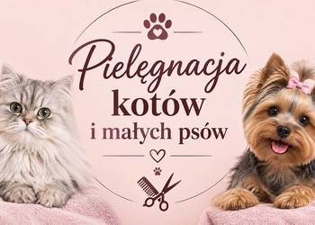 Pielęgnacja kotów i małych psów ŁÓDŹ