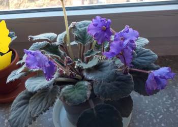 Okazały fiołek kolekcjonerski młody