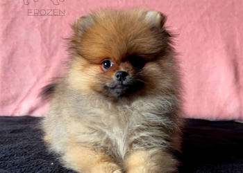 Szpic miniaturowy, Pomeranian - suczka ORANGE