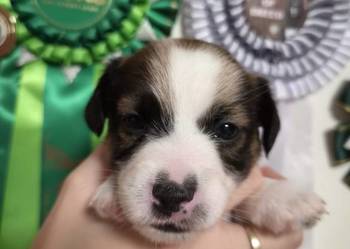 Szczenięta Jack Russell Terrier rodowód linia australijska nowozelańdzka
