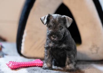 Sznaucer Miniaturowy Pieprz i Sol, ZKwP