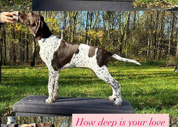 Wyżeł niemiecki krótkowłosy