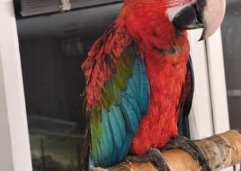 Ara Chloroptera samiec RK