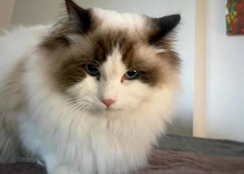 ragdoll kocur duży bedzie rodowód FPL